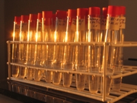 Piilev�n�ytteen laboratoriovaihe: n�ytteen puhdistus