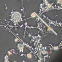 Piilevi� mikroskoopissa